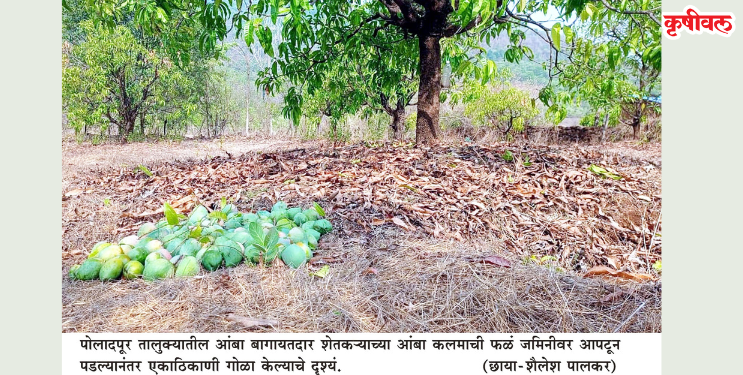आंबा पिकाचे प्रचंड नुकसान