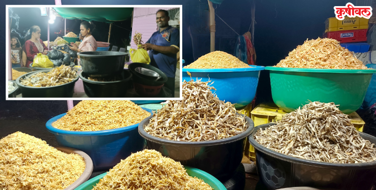 रायगडात सुक्या म्हावऱ्याची चलती