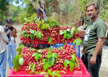 रायगड जिल्ह्यात लिचीचे आगमन