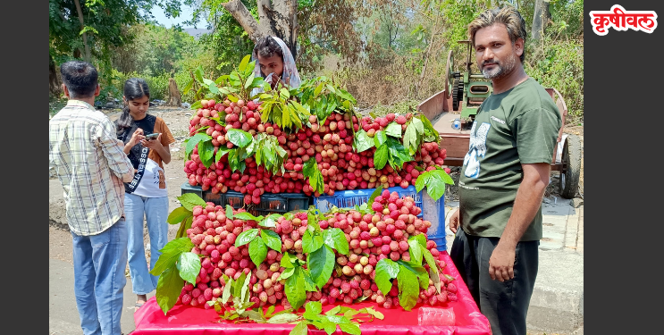 रायगड जिल्ह्यात लिचीचे आगमन