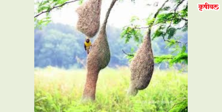 सुगरण पक्ष्यांची घरट्यांसाठी लगबग