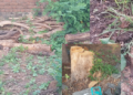 Tree illegal cutting: वनवलीत सागाच्या झाडांची खुलेआम कत्तल