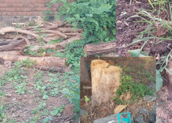 Tree illegal cutting: वनवलीत सागाच्या झाडांची खुलेआम कत्तल