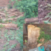 Tree illegal cutting: वनवलीत सागाच्या झाडांची खुलेआम कत्तल