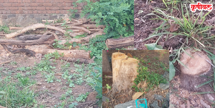 Tree illegal cutting: वनवलीत सागाच्या झाडांची खुलेआम कत्तल