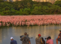 Flamingo: पाम बीच परिसरात फ्लेमिंगोंची वर्दळ