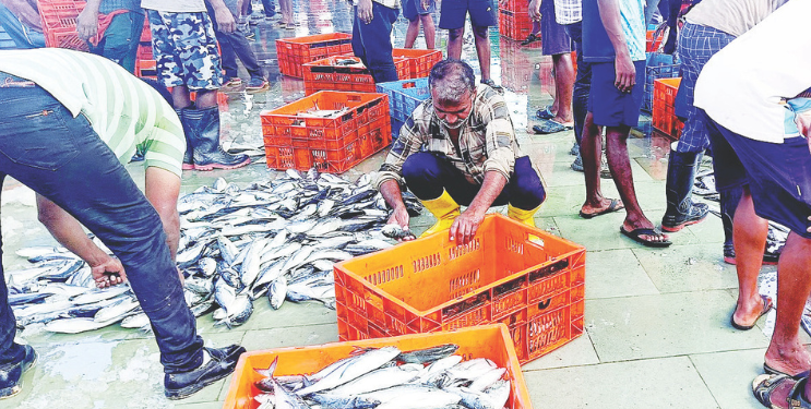 करंजा बंदराच्या मासळी निर्यातीत वाढ