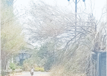 छाटणी केलेल्या फांद्या धोकादायक
