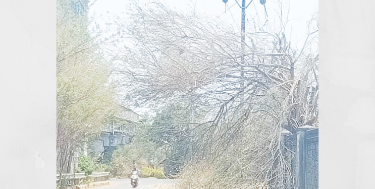 छाटणी केलेल्या फांद्या धोकादायक