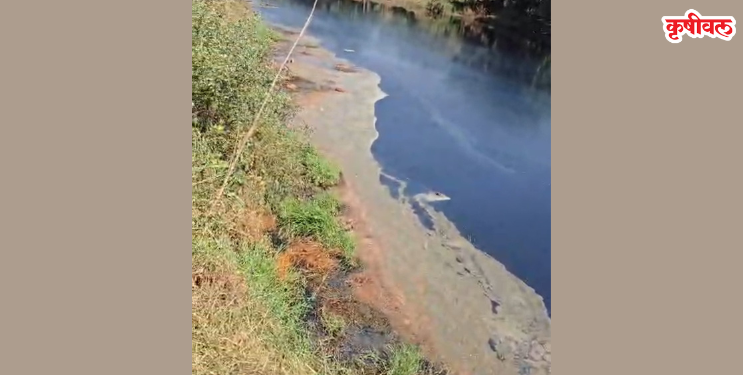 Kasadi River Pollution: कासाडी नदी प्रदूषणाच्या विळख्यात