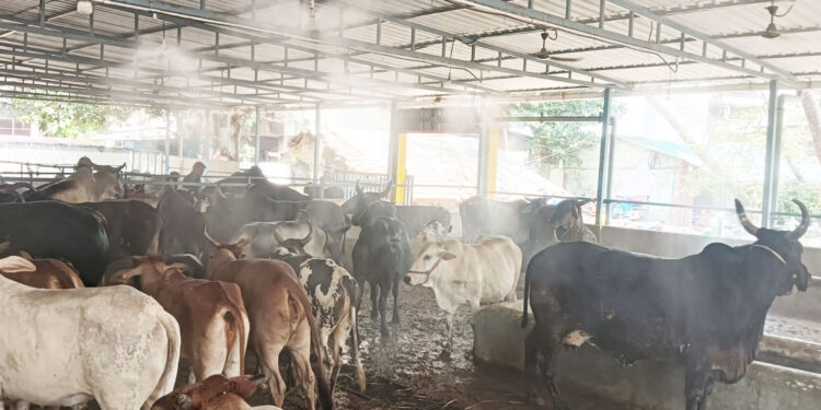 पांजरपोळमध्ये गुरांसाठी स्प्रिंकलर यंत्रणा
