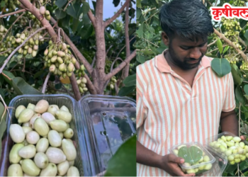 पनवेलकरांना पांढऱ्या जांभळांची भुरळ