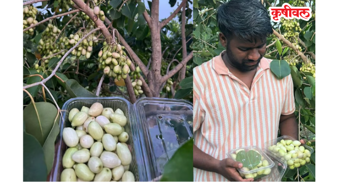 पनवेलकरांना पांढऱ्या जांभळांची भुरळ