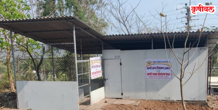 भटक्या कुत्र्यांच्या समस्येवर उपाययोजना