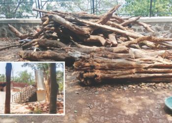 माथेरानमध्ये नियमबाह्य जंगलतोड सुरूच