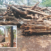 माथेरानमध्ये नियमबाह्य जंगलतोड सुरूच