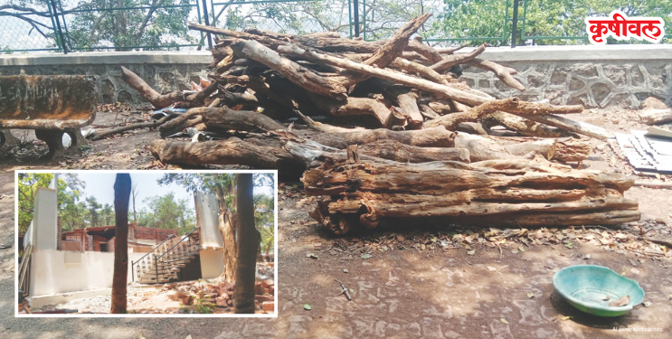 माथेरानमध्ये नियमबाह्य जंगलतोड सुरूच