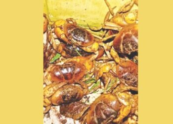मुठ्यांची खवय्यांसाठी पर्वणी