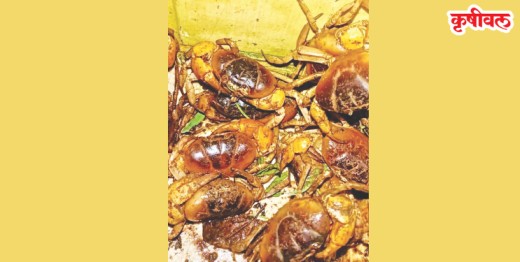 मुठ्यांची खवय्यांसाठी पर्वणी