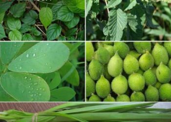 खवय्यांना रानभाज्यांची प्रतीक्षा कायम