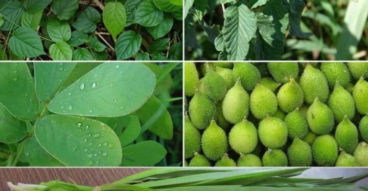 खवय्यांना रानभाज्यांची प्रतीक्षा कायम