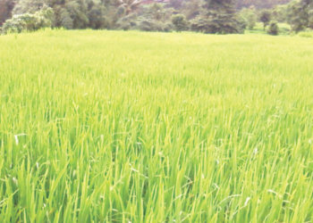 ‘भाताची कोठार’ होऊ लागली ‘पर्यटन निवास’