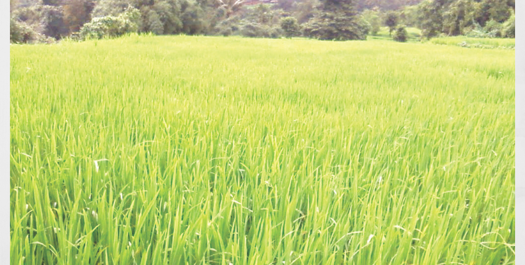 ‘भाताची कोठार’ होऊ लागली ‘पर्यटन निवास’