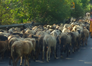 मेंढपाळांचा परतीचा प्रवास सुरू