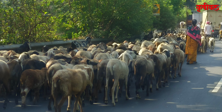मेंढपाळांचा परतीचा प्रवास सुरू