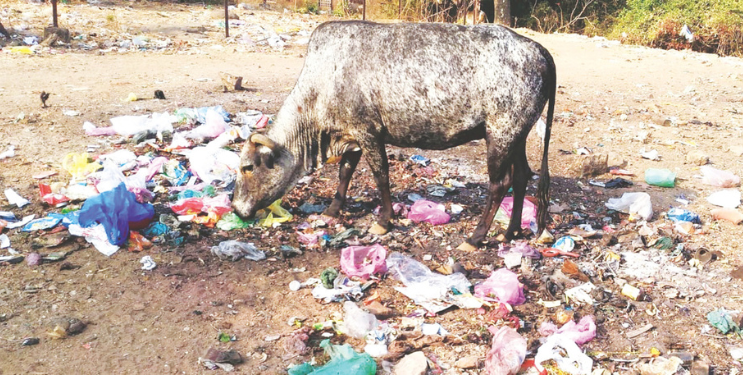 मोकाट गुरांना उकिरड्याचा आधार