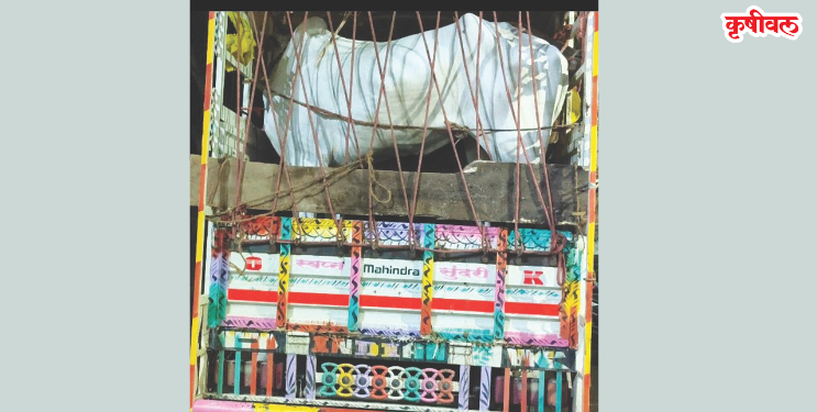 गुरांची अवैध वाहतूक रोखली