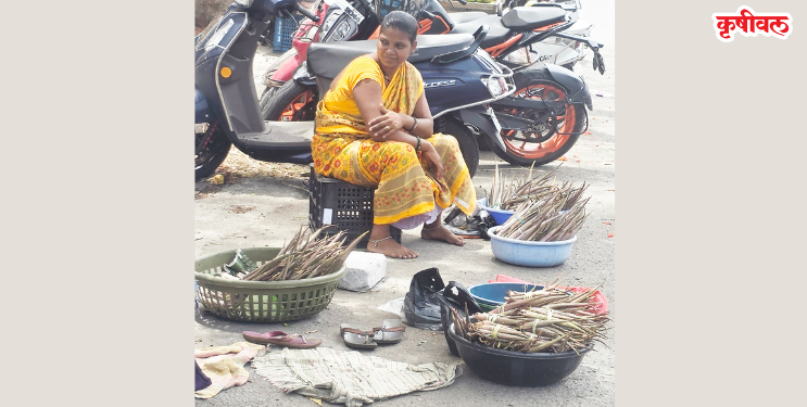 उरणमध्ये शेवळांचे पीक बहरले