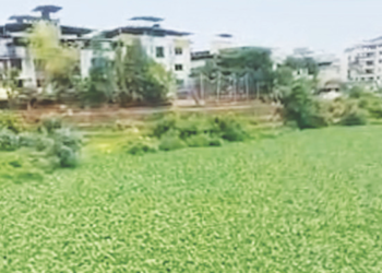 गाढी नदीला जलपर्णीचा विळखा