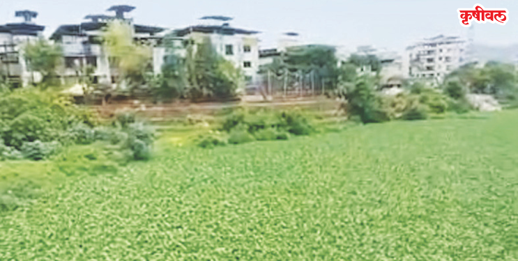 गाढी नदीला जलपर्णीचा विळखा