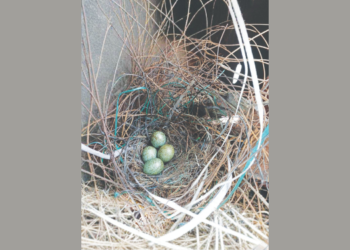 पक्षांच्या हालचालीवरून पावसाचा अंदाज