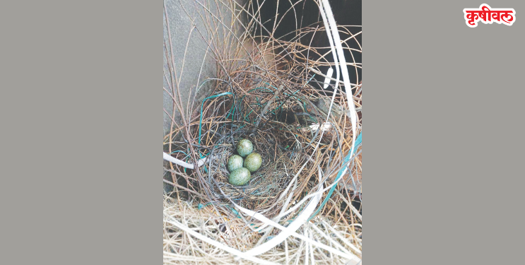 पक्षांच्या हालचालीवरून पावसाचा अंदाज