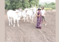 Rice Sowing: शेतकऱ्यांनो, पेरणीची घाई टाळा!