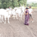 Rice Sowing: शेतकऱ्यांनो, पेरणीची घाई टाळा!