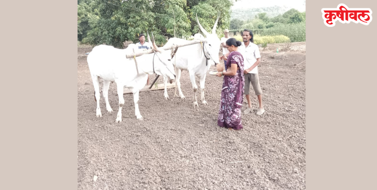 Rice Sowing: शेतकऱ्यांनो, पेरणीची घाई टाळा!