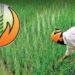 Crop Insurance Scheme: पीक विम्याकडे शेतकऱ्यांची पाठ