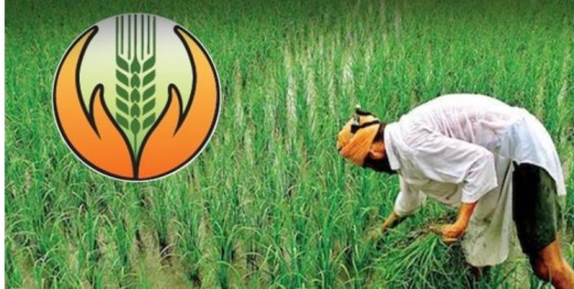 Crop Insurance Scheme: पीक विम्याकडे शेतकऱ्यांची पाठ