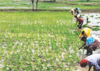 Farmer crisis: रायगडात शेतकरी संकटात