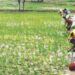 Farmer crisis: रायगडात शेतकरी संकटात