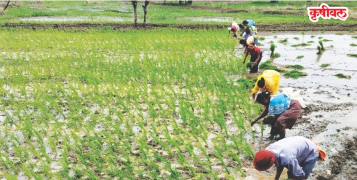 Farmer crisis: रायगडात शेतकरी संकटात
