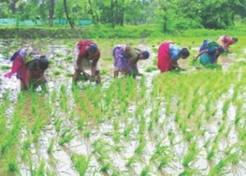 तळ्यात बळीराजा भातलावणीत व्यस्त