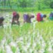 तळ्यात बळीराजा भातलावणीत व्यस्त