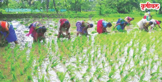 तळ्यात बळीराजा भातलावणीत व्यस्त