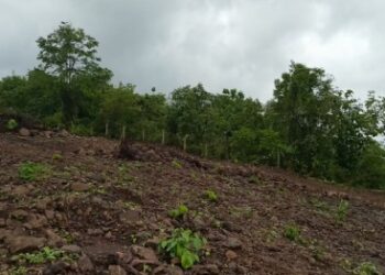 Tree Cutting: विकासाच्या नावाखाली वृक्षतोडीचा सपाटा?