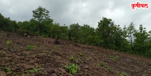 Tree Cutting: विकासाच्या नावाखाली वृक्षतोडीचा सपाटा?