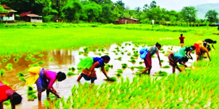 जुलै हिटमुळे शेतकरी चिंतेत